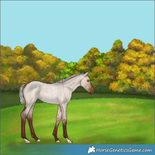 Horse Color:Silver Bay Roan Dun Rabicano 