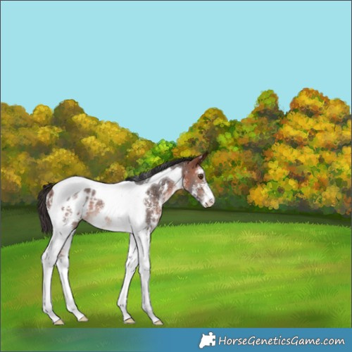 Horse Color:Bay Sabino Tobiano Appaloosa Rabicano 