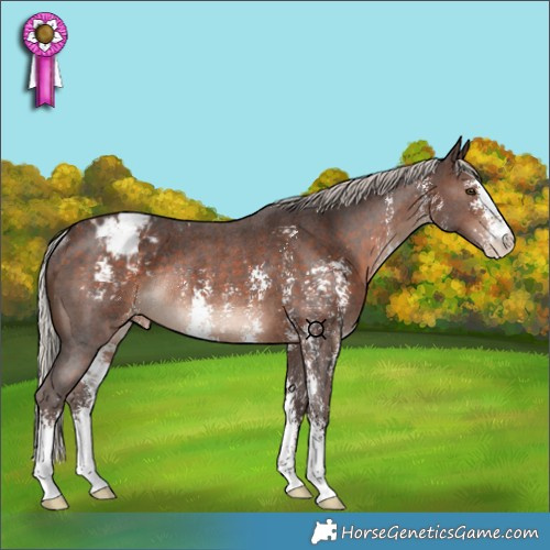 Horse Color:Silver Bay Sabino Appaloosa Rabicano 