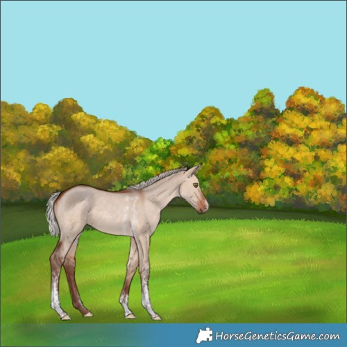 Horse Color:Silver Bay Dun Sabino Rabicano 