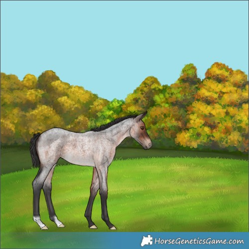 Horse Color:Brown Roan 