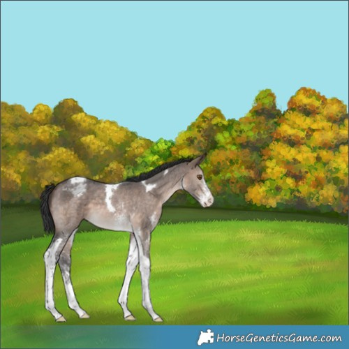 Horse Color:Brown Dun Sabino Tobiano Appaloosa 