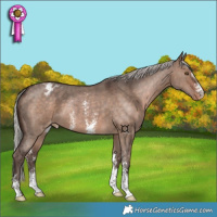 Horse Color:Silver Bay Dun Sabino Varnish