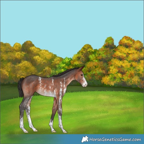 Horse Color:Bay Sabino 