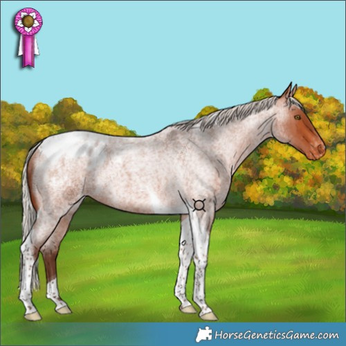 Horse Color:Silver Bay Roan Tobiano Appaloosa Rabicano 