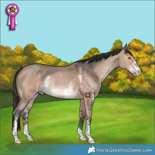 Horse Color:Bay Dun Sabino Rabicano 