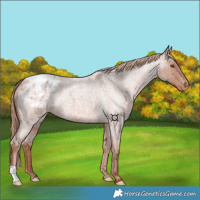 Horse Color:Red Roan Appaloosa