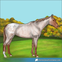 Horse Color:Red Roan Appaloosa