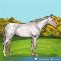 Horse Color:Red Roan Blanket 