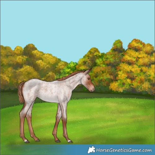 Horse Color:Red Roan 