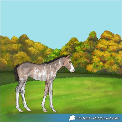 Horse Color:Bay Dun Sabino Rabicano 