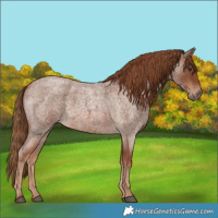 Horse Color:Red Roan 