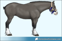 Horse Color:Grullo Splash 