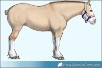 Horse Color:Red Dun Splash 