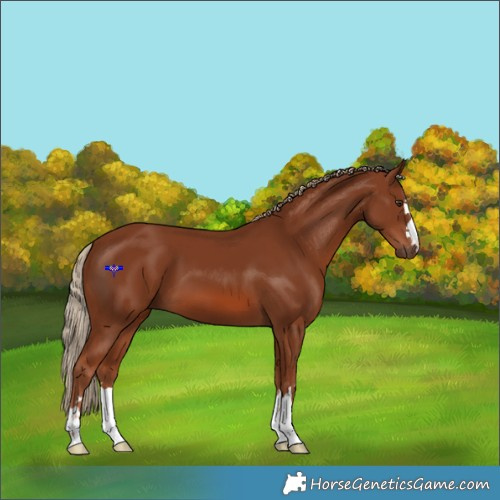 Horse Color:Chestnut 