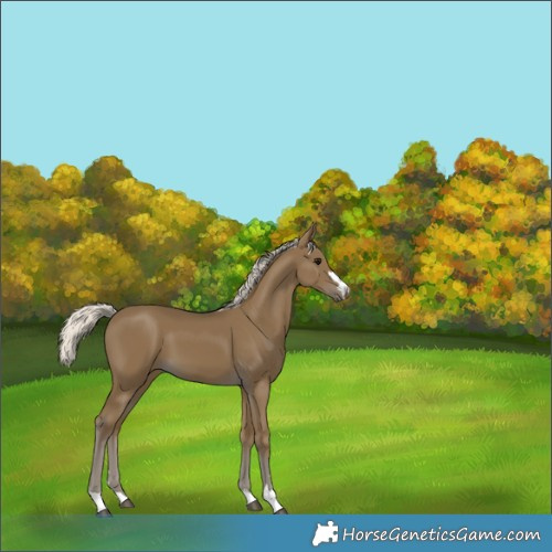 Horse Color:Silver Smoky Black 
