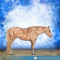 Horse Color:Silver Bay  and Gold Champagne 