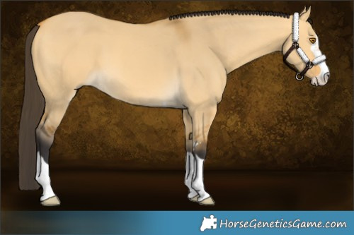 Horse Color:Buckskin Dun 