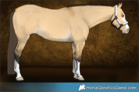 Horse Color:Buckskin Dun 