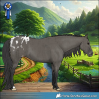 Horse Color:Grullo Appaloosa Brindle 