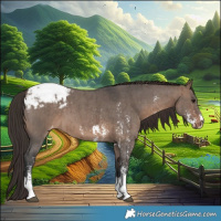 Horse Color:Brown Dun Sabino Appaloosa Brindle 