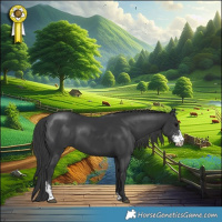 Horse Color:Black Sabino Rabicano 
