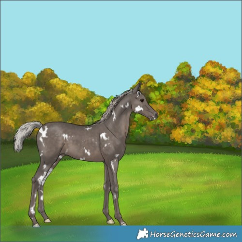 Horse Color:White Spotted Silver Black 