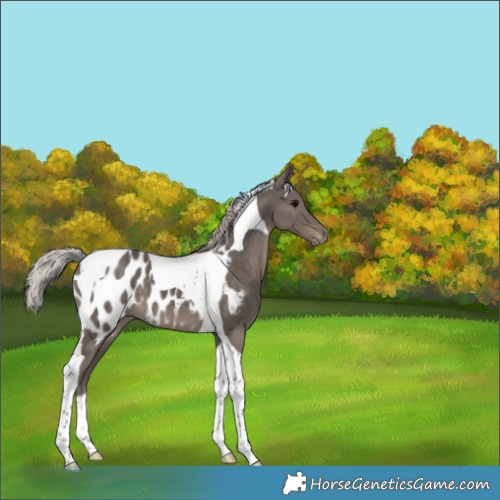 Horse Color:Silver Black Tobiano Blanket 