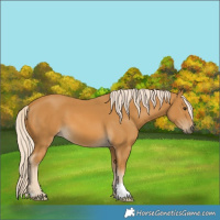 Horse Color:Palomino