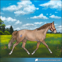 Horse Color:Bay Pearl Tobiano