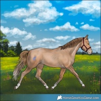 Horse Color:Bay Pearl Tobiano 