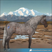 Horse Color:Silver Brown Roan 