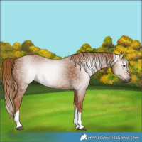 Horse Color:Gray Chestnut Tobiano 