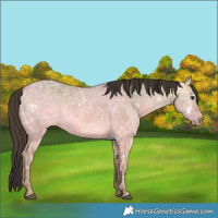 Horse Color:White Spotted Buckskin Ice Dun 