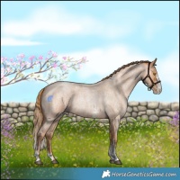 Horse Color:Bay Roan Pearl Sabino