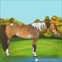 Horse Color:Buckskin Tobiano 