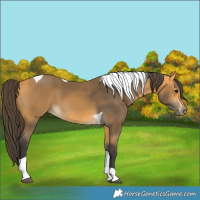 Horse Color:Buckskin Tobiano 