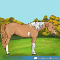 Horse Color:Chestnut Tobiano 