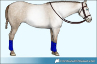 Horse Color:Gray Smoky Grullo Pearl 