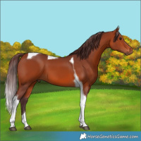 Horse Color:Chocolate Bay Tobiano 