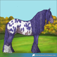 Horse Color:Watercolor Black Appaloosa 