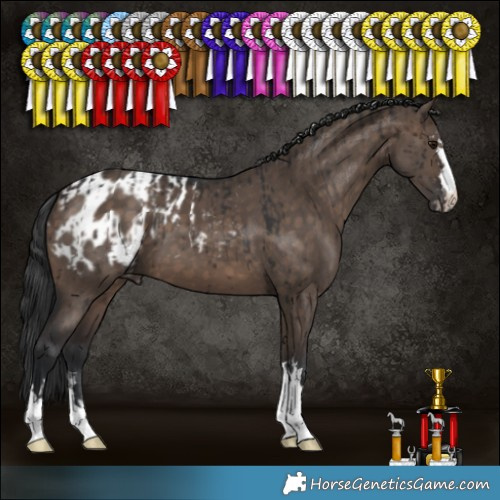 Horse Color:Brown Dun Brindle and Brown Dun Blanket