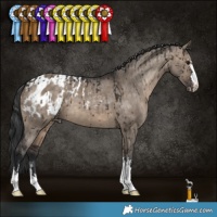 Horse Color:Brown Dun Brindle  and Brown Dun Appaloosa 