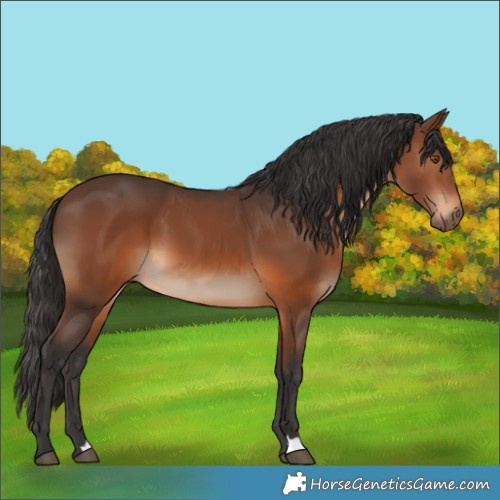Horse Color:Brown 