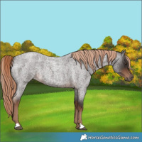 Horse Color:Liver Red Roan Rabicano 