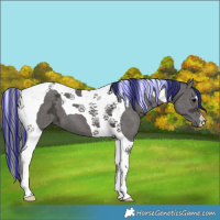 Horse Color:Painted Black Ice Tobiano 