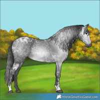Horse Color:Gray Black Ice