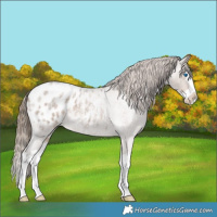 Horse Color:Liver Red Dun Roan Splash Appaloosa Rabicano