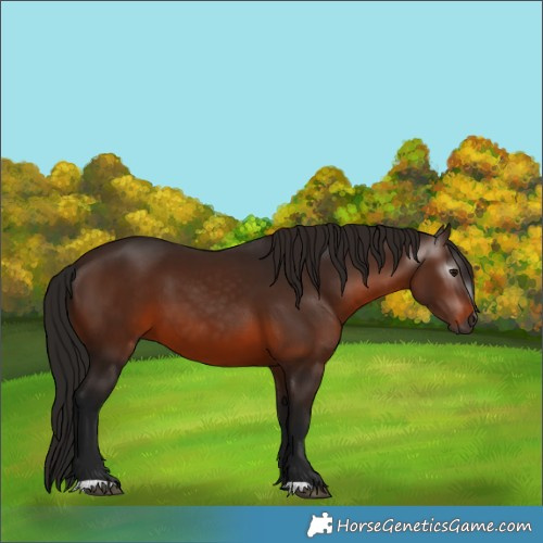 Horse Color:Gray Bay 