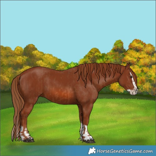 Horse Color:Chestnut  and Chestnut Splash 